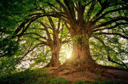 wald